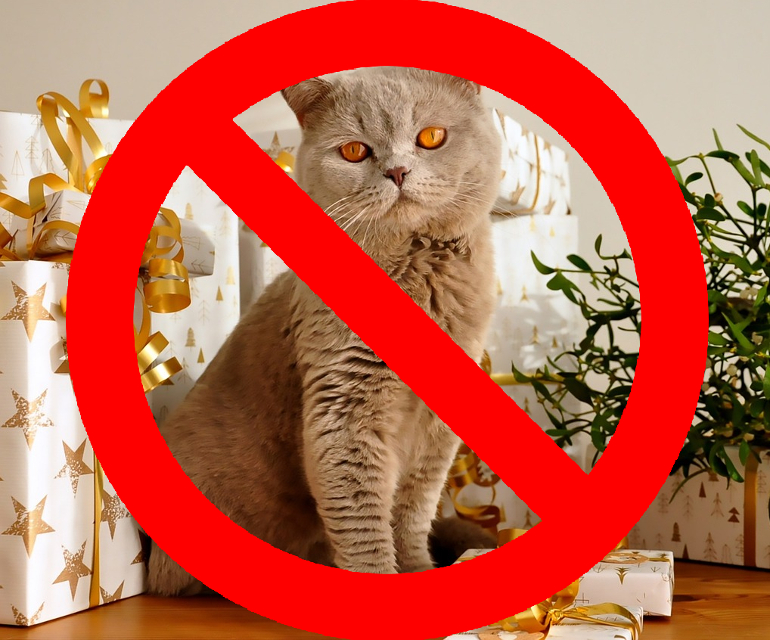 british shorthair 1106804 1280